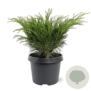 Juniperus sabina 25-30 cm 3,5L