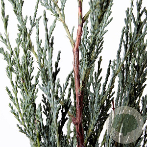 Juniperus s. 'Moonglow' 40-50 cm 3,0L