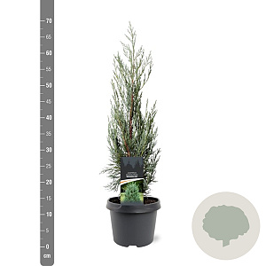 Juniperus s. 'Moonglow' 40-50 cm 3,0L