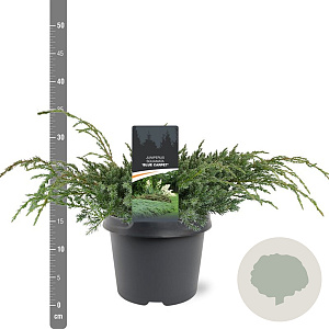 Juniperus squamata 'Blue Carpet' 30-40 cm 3,0L