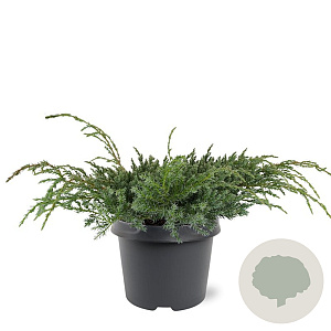 Juniperus squamata 'Blue Carpet' 30-40 cm 3,0L