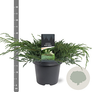 Juniperus squamata 'Blue Carpet' 40-50 cm 5,0L
