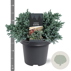 Juniperus squamata 'Blue Star' 25-30 cm 5,0L