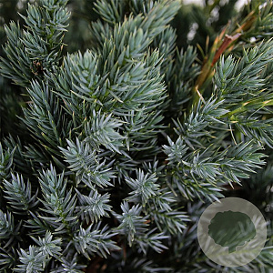 Juniperus squamata 'Meyeri' 30-40 cm 3,0L