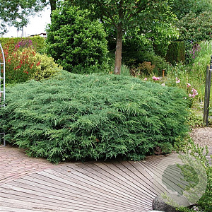 Juniperus virg. 'Grey Owl' 25-30 cm 3,5L