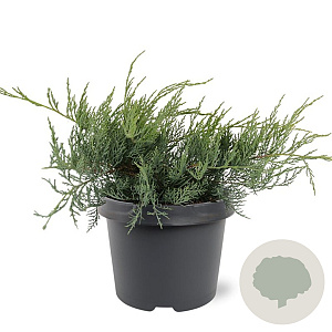 Juniperus virg. 'Grey Owl' 25-30 cm 3,5L