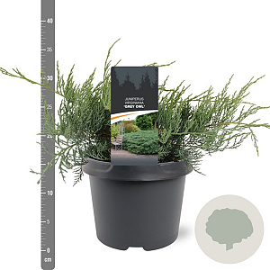 Juniperus virg. 'Grey Owl' 25-30 cm 3,5L