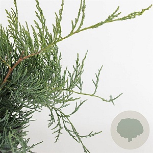 Juniperus virg. 'Grey Owl' 25-30 cm 3,5L