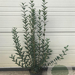 Ligustrum vulgare 40-60 cm 4,0L