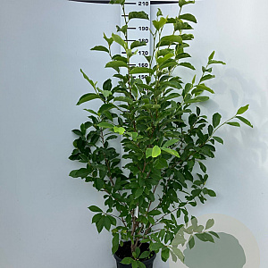 Magnolia soulangeana 175-200 cm 20L