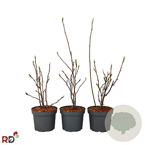 Magnolia soul. 'Superba' 40-60 cm 5,0L najaarspotting