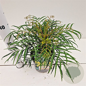 Mahonia eurybracteata 'Soft Caress' 20-30 cm 2,5L