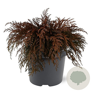 Microbiota decussata 30-40 cm 3,0L
