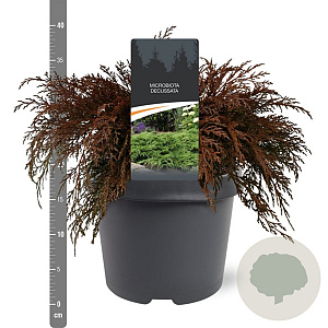 Microbiota decussata 30-40 cm 3,0L