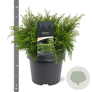 Microbiota decussata 30-40 cm 3,0L