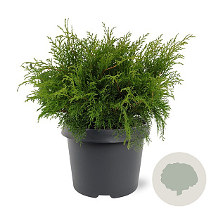Microbiota decussata 30-40 cm 3,0L