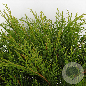 Microbiota decussata 40-50 cm 5,0L