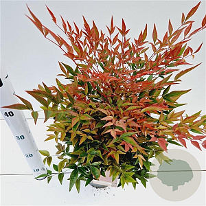 Nandina d. Obsessed 25-30 cm 2,5L