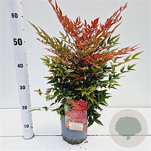 Nandina d. Obsessed 25-30 cm 2,5L