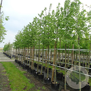 Ostrya carpinifolia 12-14 HO container