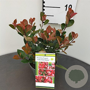 Photinia fraseri 'Little Red Robin' 25-30 cm 2,5L