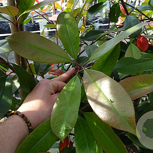 Photinia fraseri 'Red Robin' 6-8 HO container