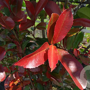 Photinia fraseri 'Red Robin' 6-8 HO container