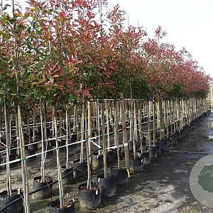 Photinia fraseri 'Red Robin' 6-8 HO container