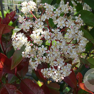 Photinia fraseri 'Red Robin' 6-8 HO container