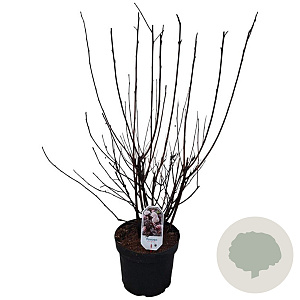 Physocarpus opulif. 'Red Baron' 60-80 cm 10L