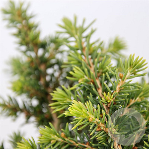 Picea a. 'Little Gem' 20-25 cm 3,0L