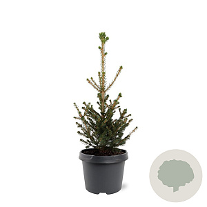 Picea a. 'Will's Zwerg' 30-40 cm 3,0L