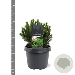 Picea gl. 'Alberta Globe' 20-25 cm 3,0L