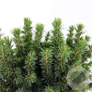 Picea gl. 'Alberta Globe' 25-30 cm 5,0L