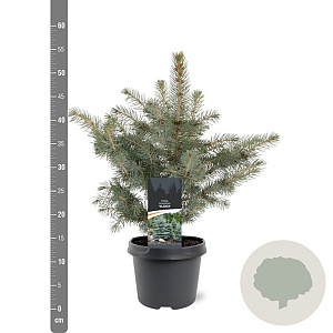 Picea pungens glauca 25-30 cm 3,5L