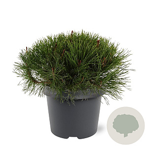 Pinus mugo subsp. mugo 25-30 cm 3,5L