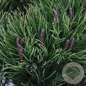 Pinus mugo subsp. mugo 25-30 cm 3,5L