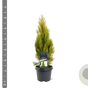 Platycladus or. 'Pyramidalis Aurea' 40-50 cm 3,0L