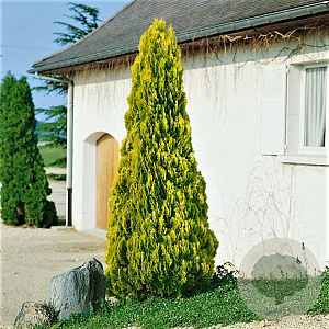 Platycladus or. 'Pyramidalis Aurea' 40-50 cm 3,0L