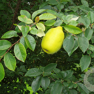 Pseudocydonia sinensis 40-60 cm 3,0L struik