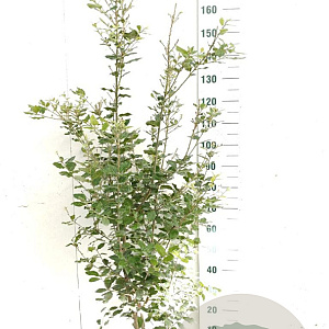 Quercus ilex 125-150 cm 20L