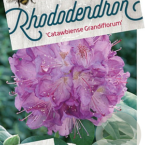Rhododendron 'Catawb. Grandiflorum' 30-40 cm 5,0L