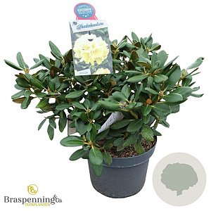 Rhododendron (Y) 'Centennial Gold' 50-60 cm 10L