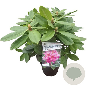 Rhododendron 'Eucharitis' 30-40 cm 5,0L struik
