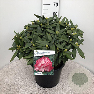 Rhododendron (Y) 'Fantastica' 40-50 cm 20L