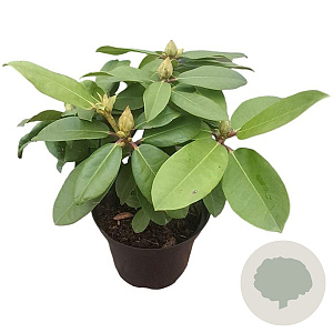 Rhododendron 'Germania' 30-40 cm 5,0L struik