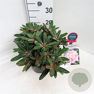 Rhododendron (Y) 'Koichiro Wada' 25-30 cm 5,0L