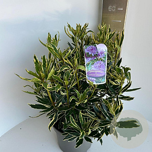 Rhododendron pont. 'Variegatum' 30-40 cm 5,0L