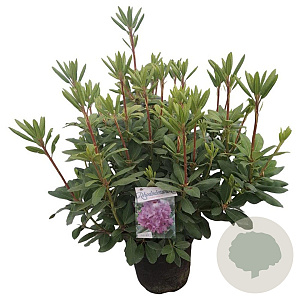Rhododendron 'Roseum Elegans' 50-60 cm 10L