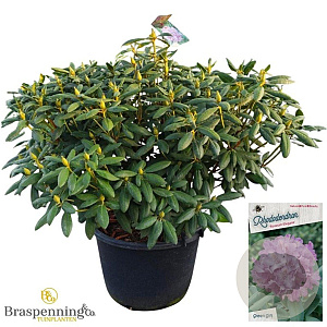 Rhododendron 'Roseum Elegans' 80-100 cm cont. 80L
